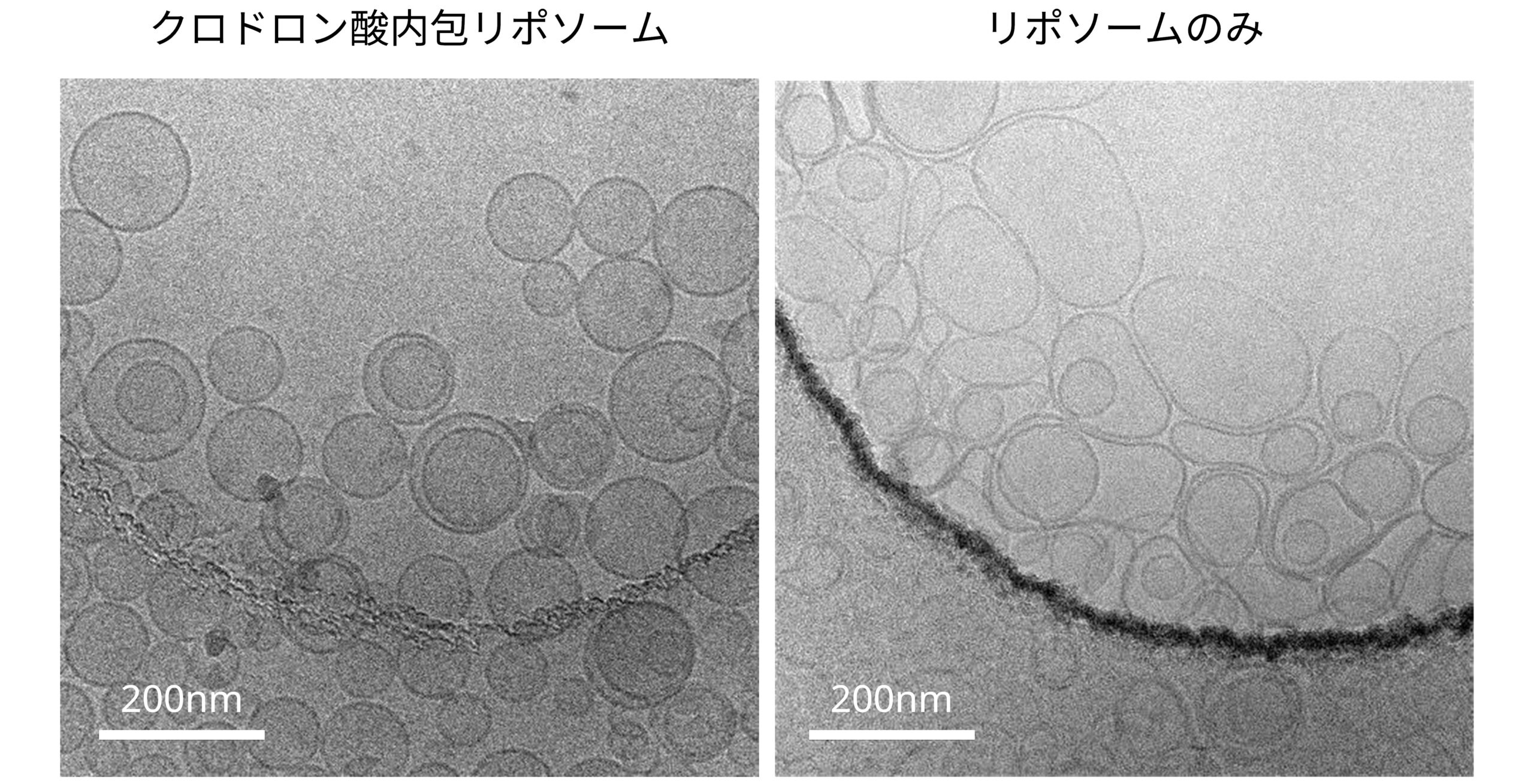 クロドロン酸内包リポソームのCryo-TEM観察