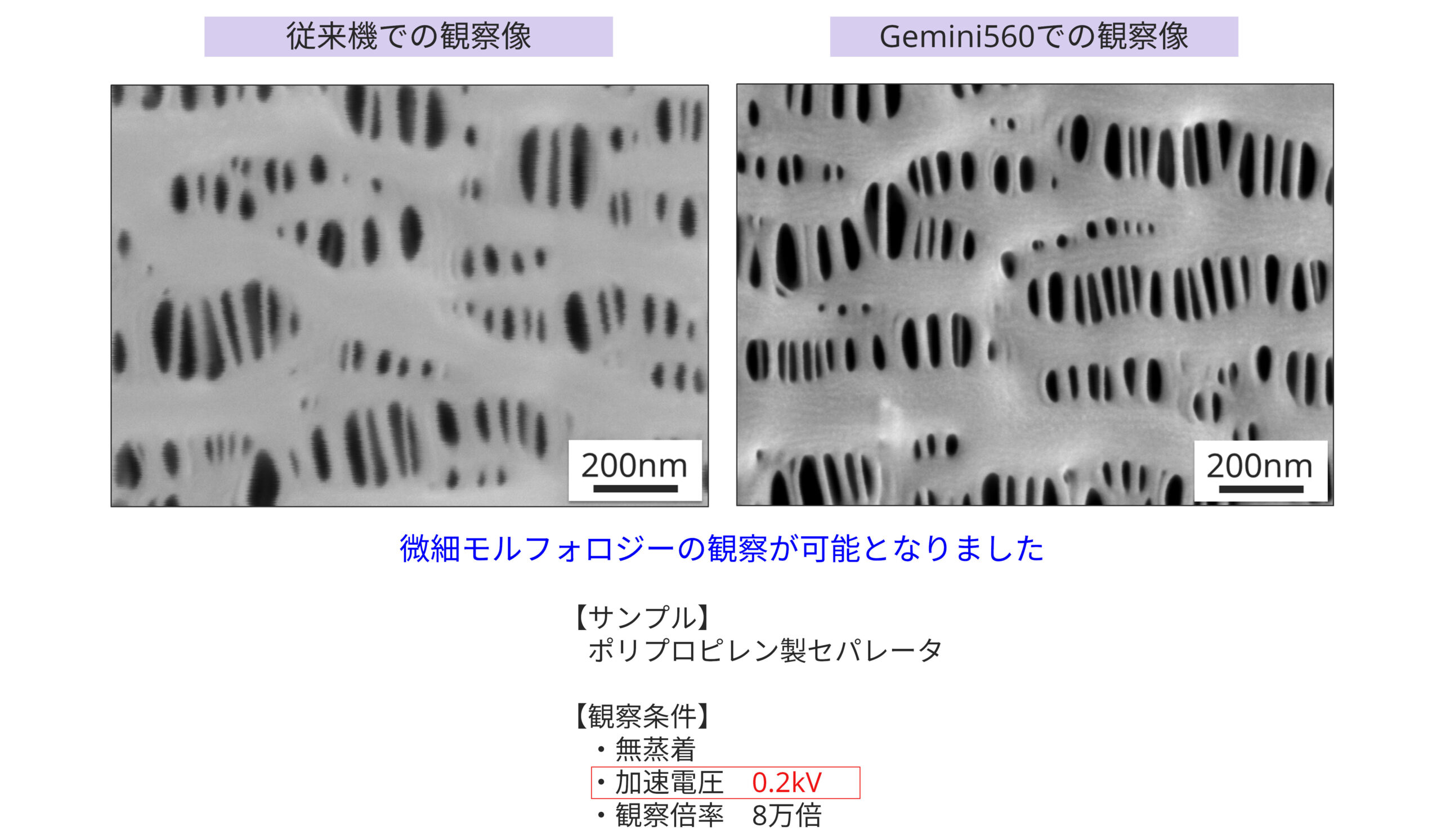 ポリプロピレン製 セパレータ SEM 観察像