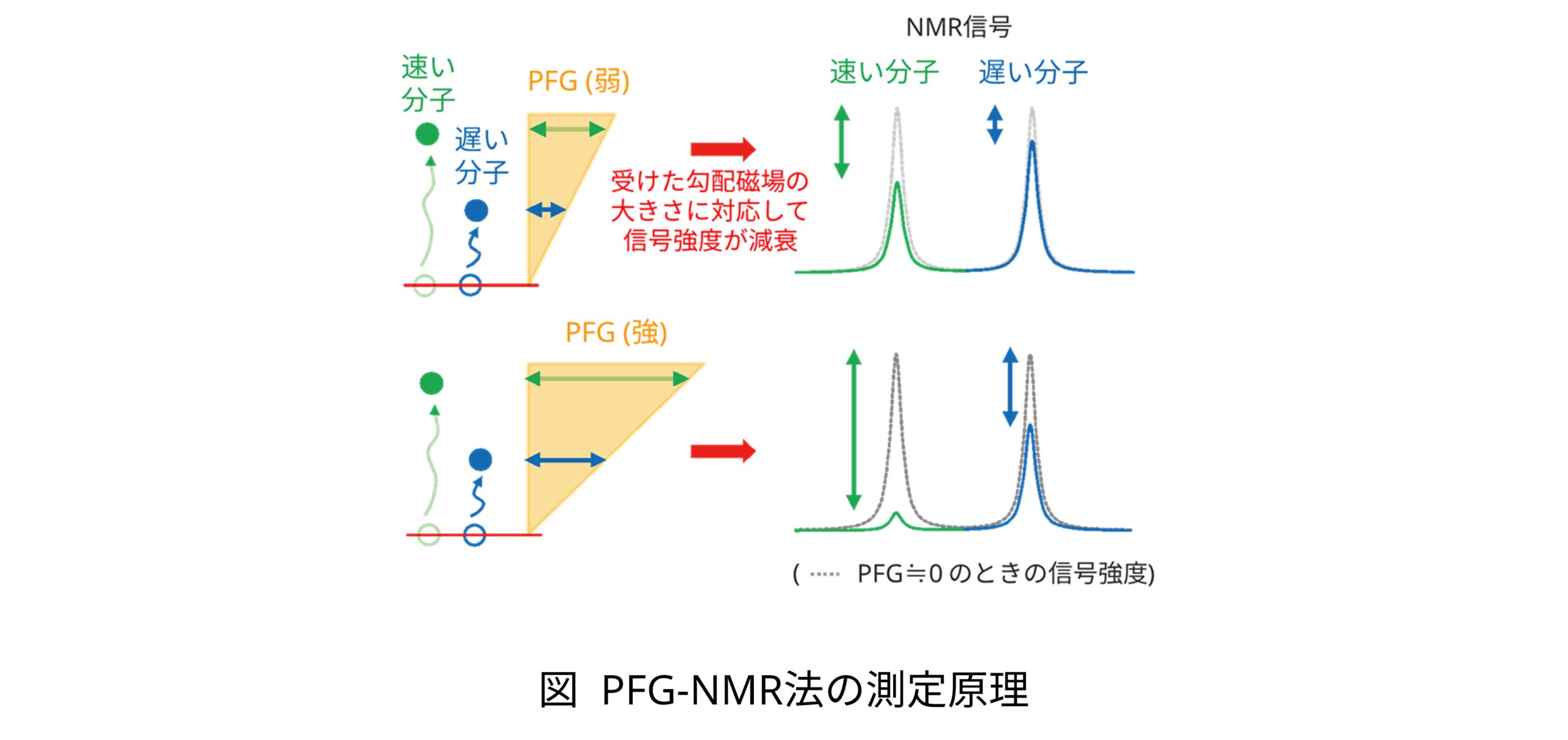 PFG-NMR法の測定原理